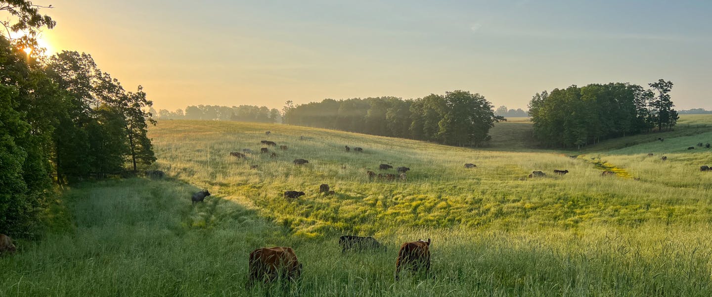 cows grazing in field