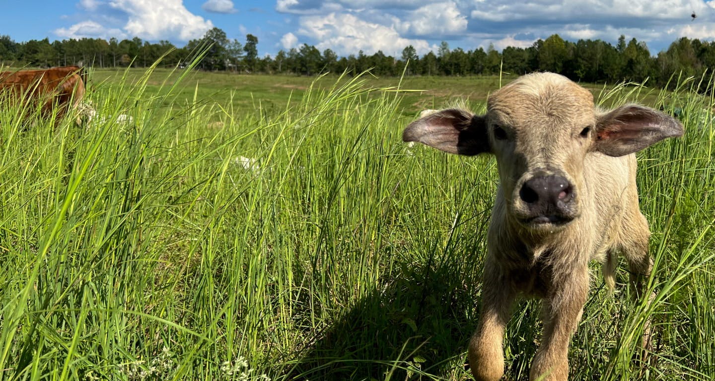 Water buffalo laying in the grass