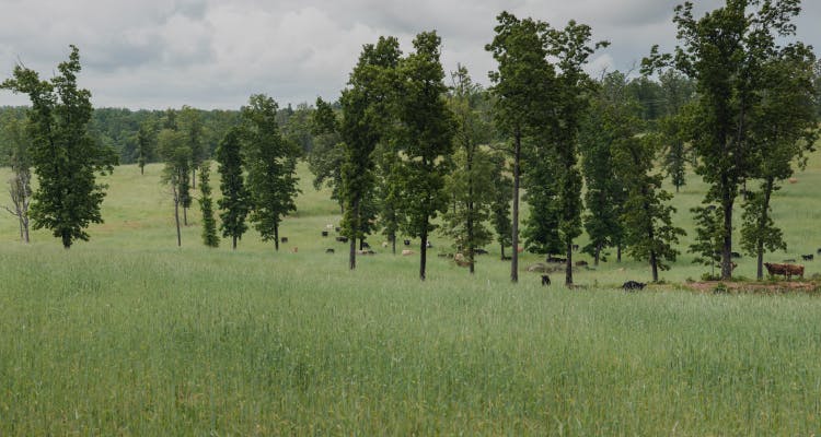 Trees on the farm